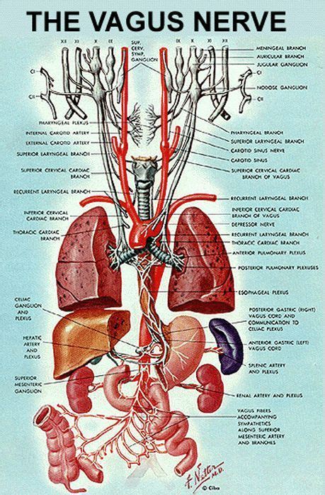 What Happens In Vegas Or Do I Mean Vagus Vagus Nerve Human