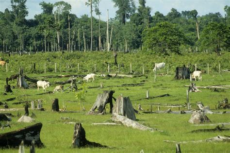 Deforestation In Brazil Is Rising Again — After Years Of Decline Vox
