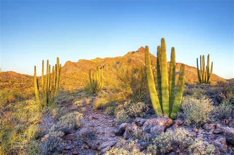 Organ Pipe Cactus National Monument Reopens To Public Actionhub