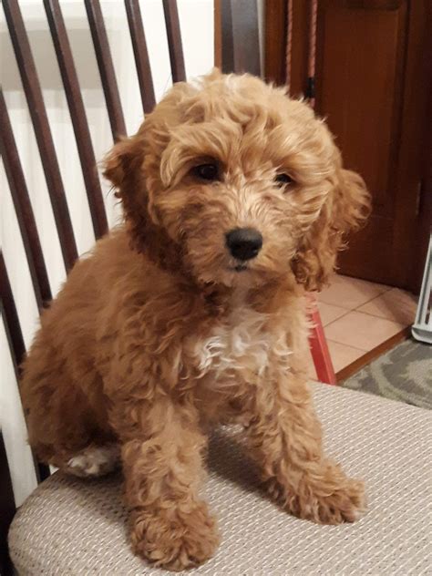 Cockapoo Puppies For Sale Chambersburg Pa