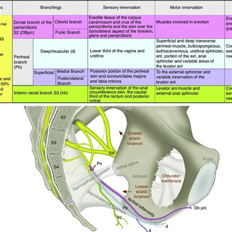 Pudendal Nerve Anatomy Function And Location Body Maps Nerve Anatomy