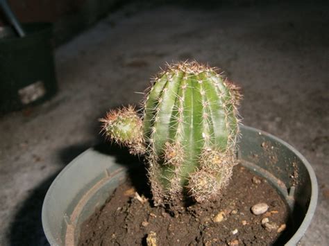 Ahora ya saben lo que pasa si. Multiplicación de cactus por hijuelos