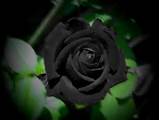 Black Rose Flower Images Photos