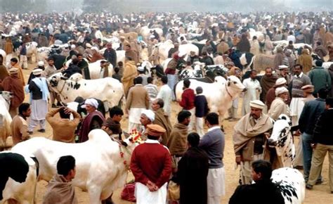 Animal Buying Eid Ul Azha Dost Pakistan