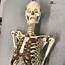Authentic Full Human Skeleton  Curious Nature