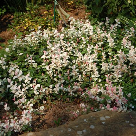 Snow And Summer Asiatic Jasmine — Plantingtree