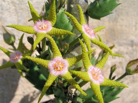 I don't usually like beadwork, but the leaves effect is great and the flower looks very delicate! Stapelia flavopurpurea | World of Succulents