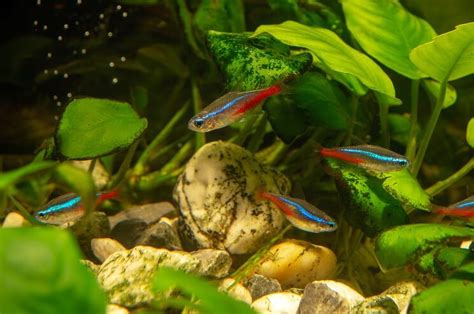 The Ultimate Neon Tetra Care Guide Colors Price And More