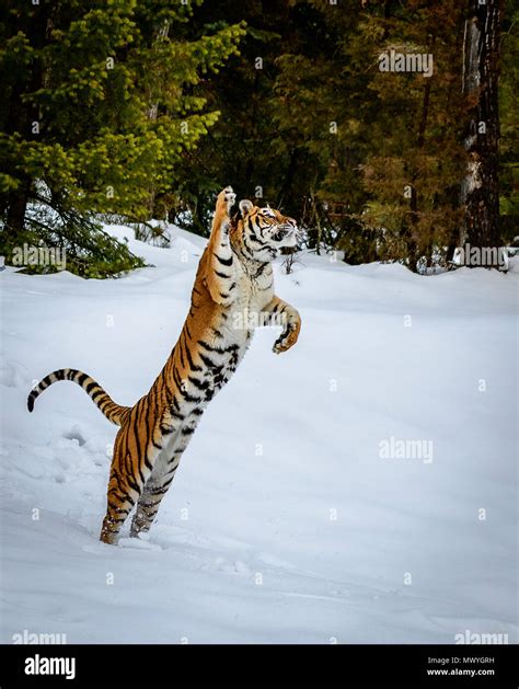 Tiger In The Snow Stock Photo Alamy