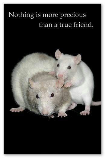 Funniest Rat Quotes Funny Rats Pet Mice Pet Rats