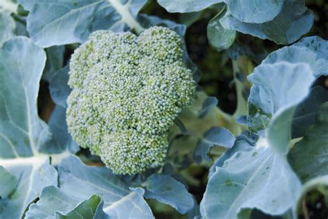 Head Of Broccoli Clippix Etc Educational Photos For Students And