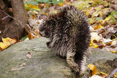 Pas Prickly Porcupines On The Move Everybodyadventures