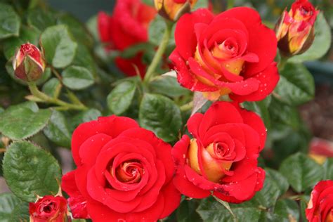 Others have different ideas about the difference between shrubs and bushes. Anne Fannie's Green Acres: Ketcup and Mustard Rose Bushes