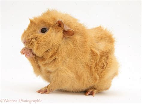 The Puzzled Guinea Pig The Top 10 Guinea Pig Breeds