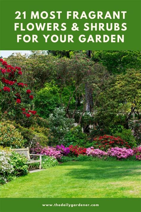 21 Most Fragrant Flowers And Shrubs For Your Garden