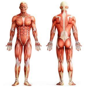 Intro to the human body. 25 Kickass and Interesting Facts About Muscles ...