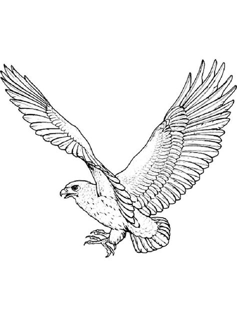 Hawk coloring pages. Download and print Hawk coloring pages