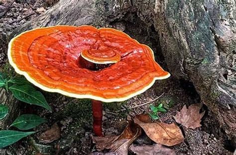 Linh chi có tên khoa học là ganoderma lucidum. Bạn đã biết cách dùng nấm linh chi hiệu quả?
