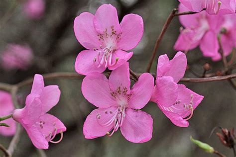 ¤ Rhododendron Albrechtii