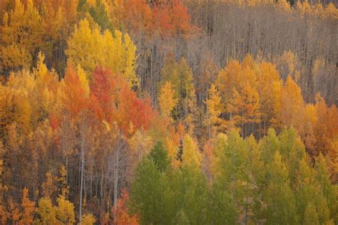 Prints Of Usa Colorado Red Mountain Pass Autum Colored Forest