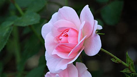 Download Wallpaper 2560x1440 Rose Petals Flower Pink Macro