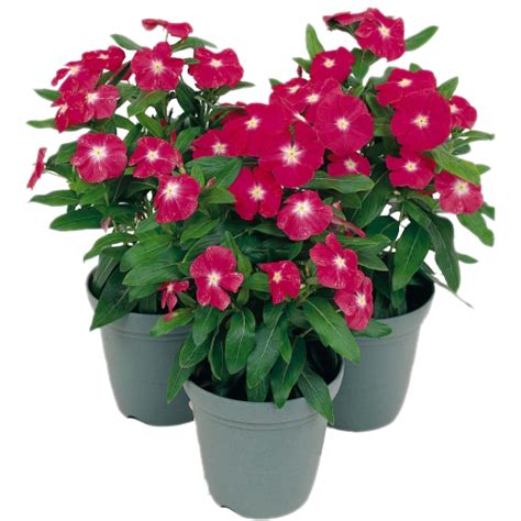 Petal clipart gambar bunga drawing little flower png free. Toko tanaman hias online | Bunga-bunga indah