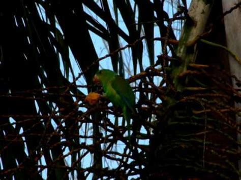Plain Parakeets Still Eating Intervales Brazil Youtube