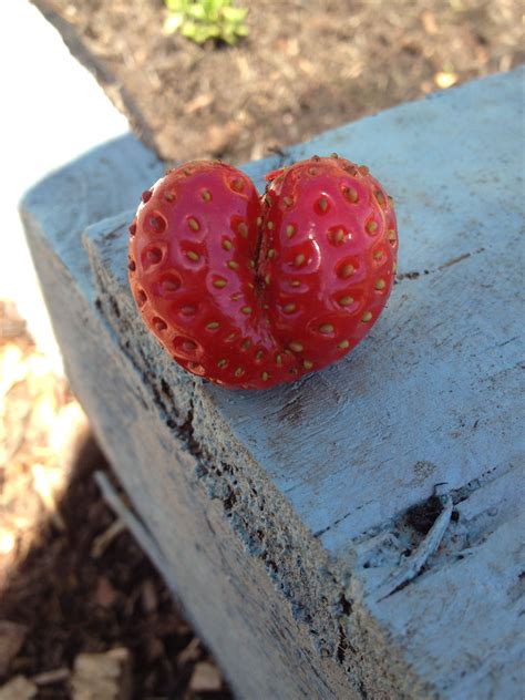 Heart Shaped Strawberry On My Allotment By Tanya Tokarski Strawberry