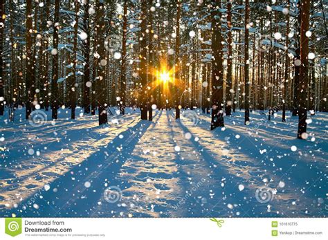 Winter Rural Landscape With Forest Sun And Snow Stock