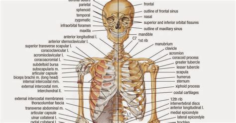 Ciencias De La Salud Anatomia Huesos