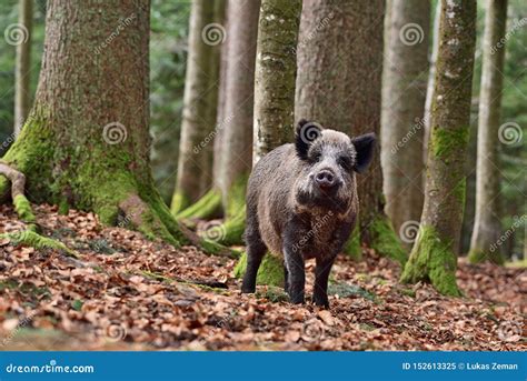 The Wild Boar Sus Scrofa Wild Swine Eurasian Wild Pig Wild Pig