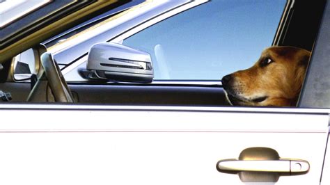 Dog On A Drive Free Stock Photo Public Domain Pictures