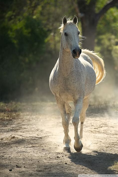 Check spelling or type a new query. Runaway Horses Ultra HD Desktop Background Wallpaper for ...