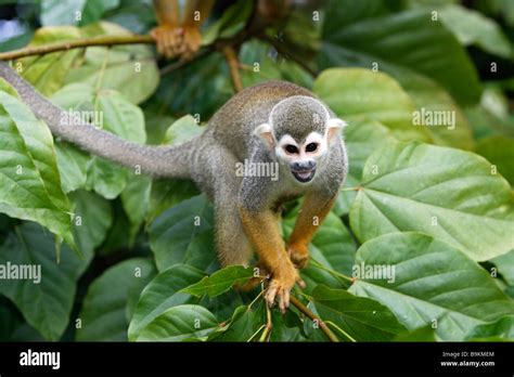 Common Squirrel Monkey Saimiri Sciureus On A Twig Stock Photo Alamy