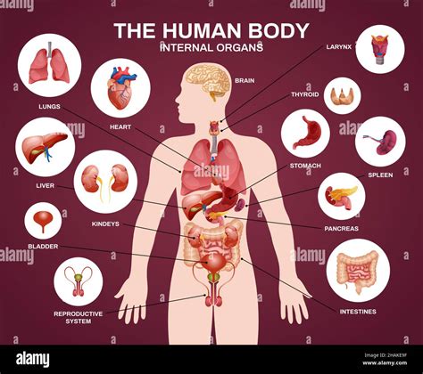 internal human organs silhouette composition with human body internal organs headline and