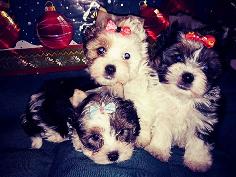 Yorkshire Terrier Biewer I White Ocean Pearl York Świecie