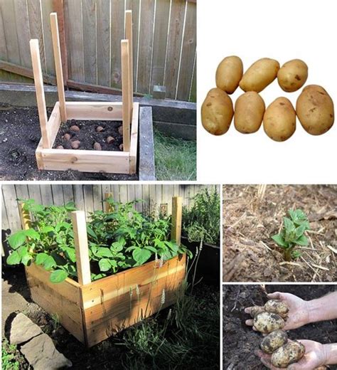 Are you a potato nut? How to Grow a Compact Potato Grow Box - 101 Ways to Survive