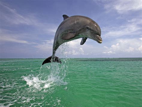 Hd Dolphin Wallpapers Hd Animal Wallpapers