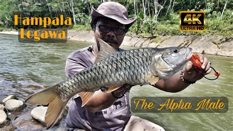 Hampala Logawa The Alpha Male Daiwa Salamandura SV TW 103HL YouTube