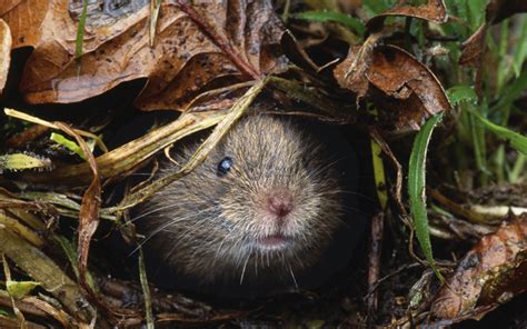 The Rise Of The Field Vole Country Life