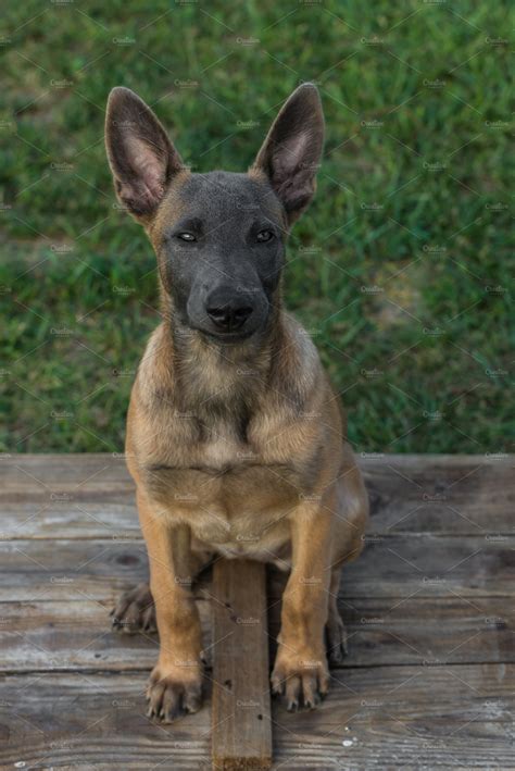 Belgian Malinois Puppy Containing Dog Puppy And Beautiful Animal
