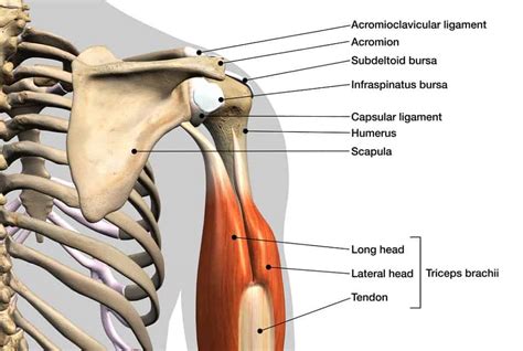 Ac Joint Anatomy
