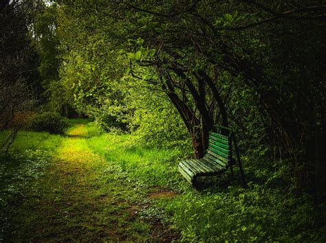 Bench Along Forest Path 4k Ultra Hd Wallpaper Background Image