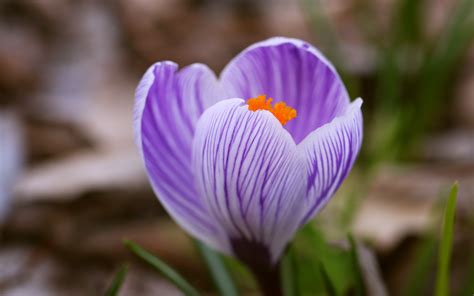 Purple Crocus Flowers Hd Desktop Wallpapers 4k Hd