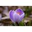 Purple Crocus Flowers  HD Desktop Wallpapers 4k