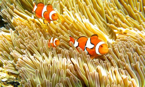 6 Tips For Taking Beautiful Underwater Photos Ocean Conservancy