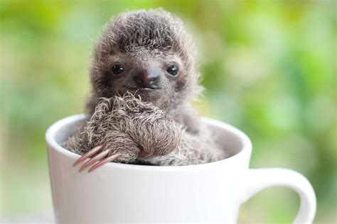 Cute Sloth Pictures Adorable Photos Of Sloths Readers Digest