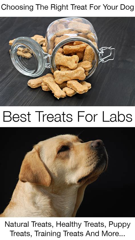 How To Choose The Best Dog Treats