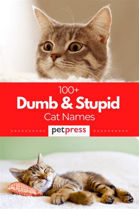 100 Dumb And Stupid Cat Names For Your Silly Kittens