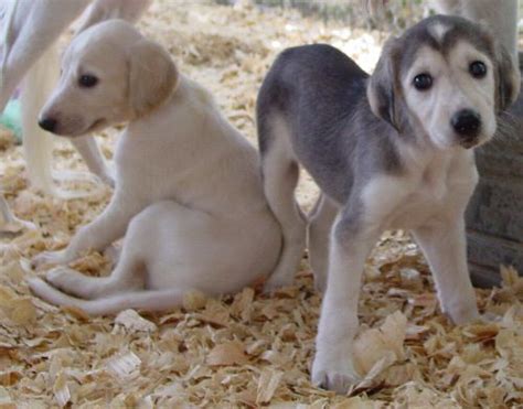 saluki dog info temperament puppies pictures